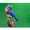 Blue Bird Sitting on Top of Tree Beach  Print 100% Australian Made 75 x 50cm  (Stretched)