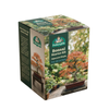 Fothergill's Maple Bonsai Kit
