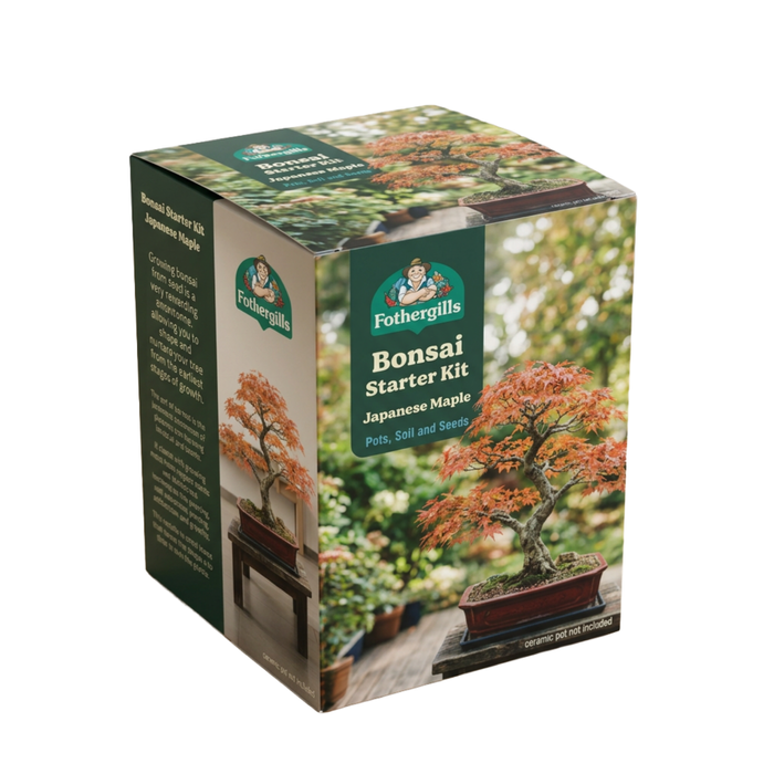 Fothergill's Maple Bonsai Kit