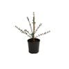 150mm Assorted Osmanthus