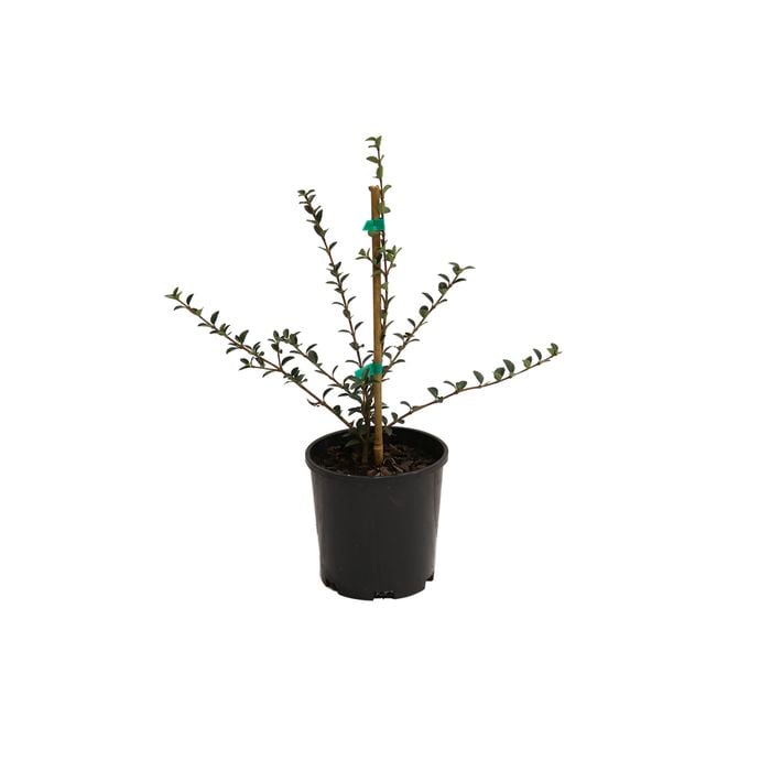 150mm Assorted Osmanthus