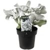 180mm Senecio Angel Wings - Senecio candicans