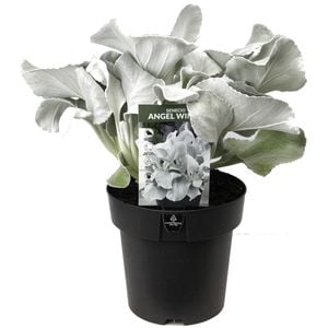 180mm Senecio Angel Wings - Senecio candicans