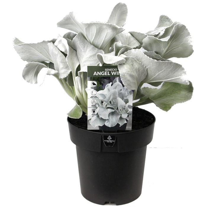 180mm Senecio Angel Wings - Senecio candicans
