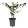 170mm Parlour Palm - Chamaedorea elegans