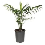 170mm Parlour Palm - Chamaedorea elegans