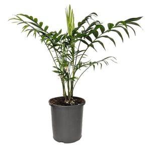 170mm Parlour Palm - Chamaedorea elegans