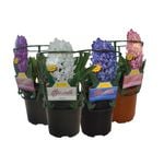 Potted Hyacinth Bulb
