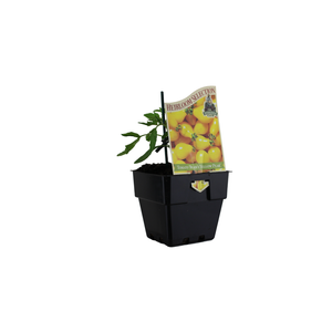 100mm Tomato Beams Yellow Pear - Solanum lycopersicum