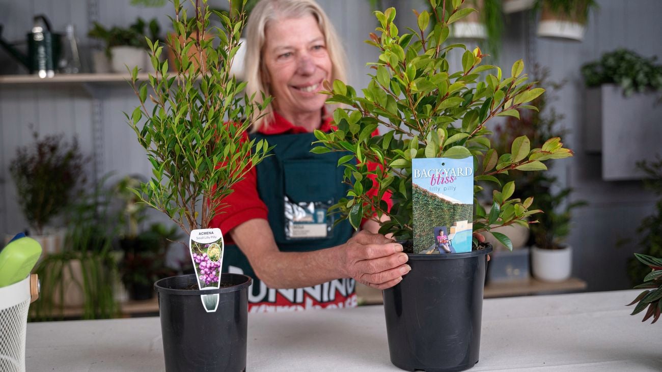 Explore the Beauty and Diversity of Lilly Pillies