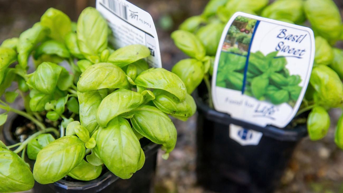 Potted basil plants.