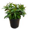 200mm Hydrangea Trail Blazer White - Hydrangea macrophylla