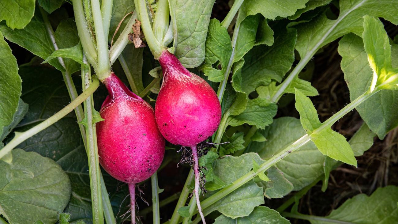 Close up shot of two fresh radishes with stems and leaves attached, in a mulched garden bed