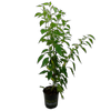 170mm Chilli Ponky Peppers™ F1 - Spicy Jane - Capsicum annuum