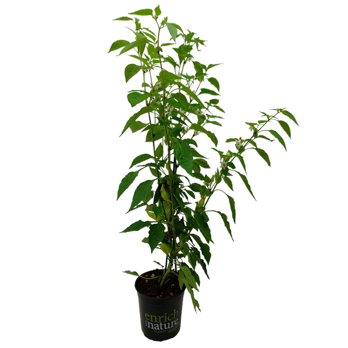 170mm Chilli Ponky Peppers™ F1 - Spicy Jane - Capsicum annuum