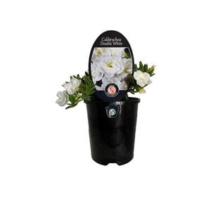 1.5L Calibrachoa Double White