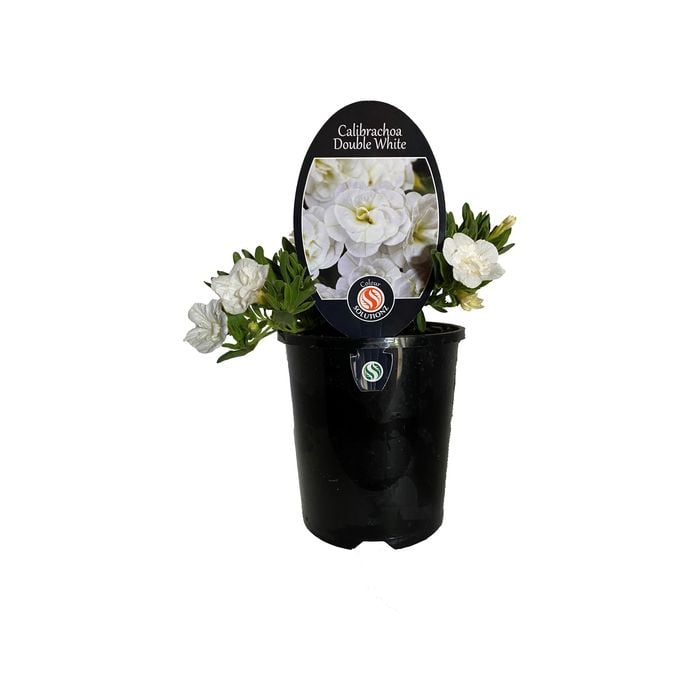 1.5L Calibrachoa Double White