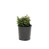140mm Chamaecyparis Obtusa Kosteri
