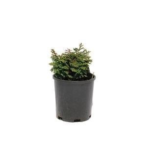 140mm Chamaecyparis Obtusa Kosteri