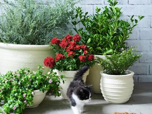 pots in front of a wall and a cat passing by