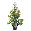 180mm Backyard Bliss 'Lilly Pilly' - Syzgium paniculata
