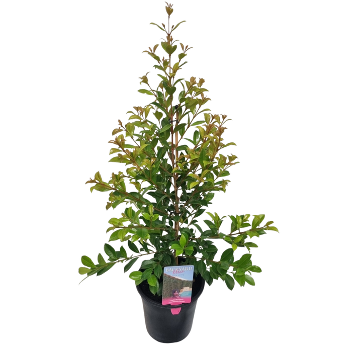 180mm Backyard Bliss 'Lilly Pilly' - Syzgium paniculata