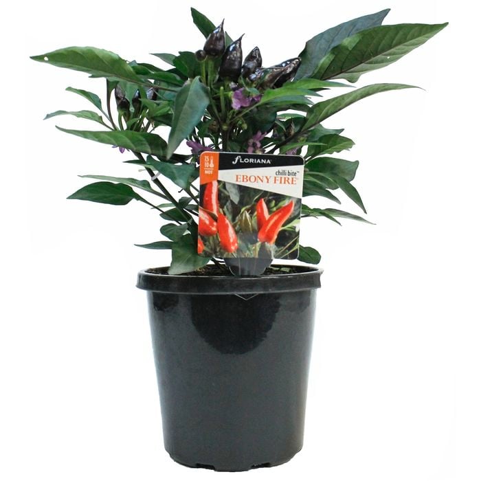 150mm Chilli Bite Ebony Fire - Capsicum annuum var. annuum