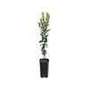 4L Mandarin Imperial Grafted - Citrus reticulata