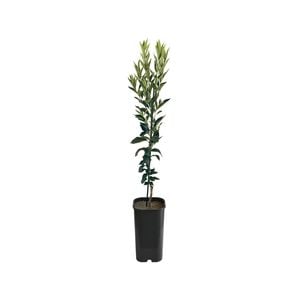 4L Mandarin Imperial Grafted - Citrus reticulata