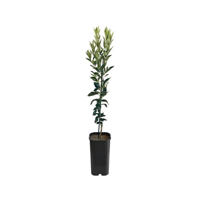 4L Mandarin Imperial Grafted - Citrus reticulata