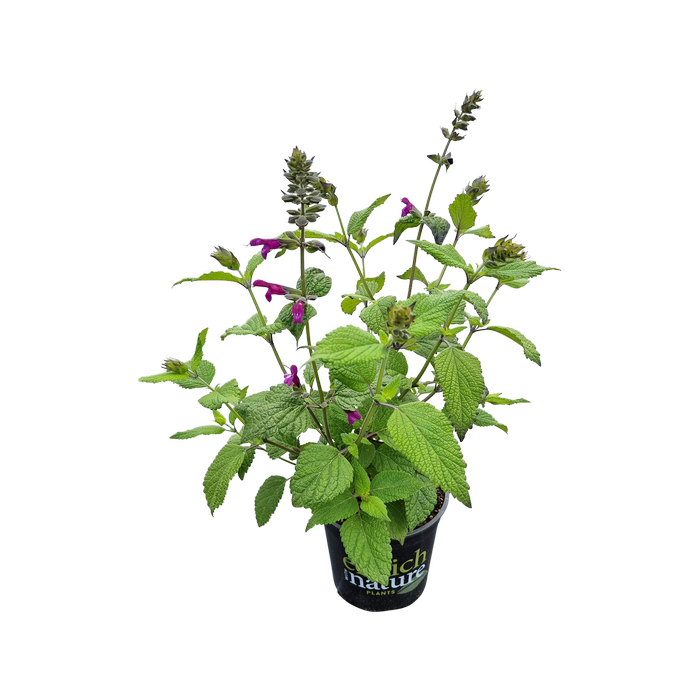 170mm Salvia Hermosa