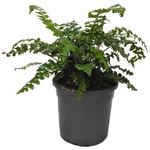 120mm Shiny Shield Fern - Polystichum retroso-palaceum