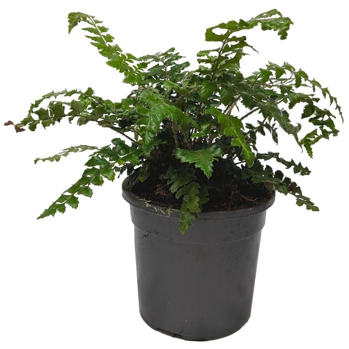 120mm Shiny Shield Fern - Polystichum retroso-palaceum