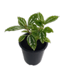 70mm Aluminium Plant - Pilea cadierei