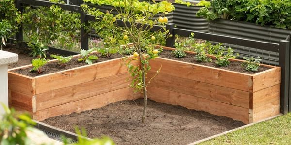 A wooden raised garden bed with plants surrounds a young lemon tree. 