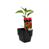 125mm Chili Jamaica - Capsicum annuum
