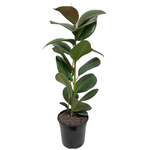200mm Ficus Sofia - Ficus elastica