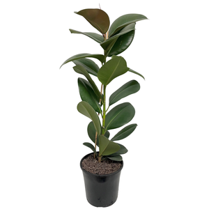 200mm Ficus Sofia - Ficus elastica