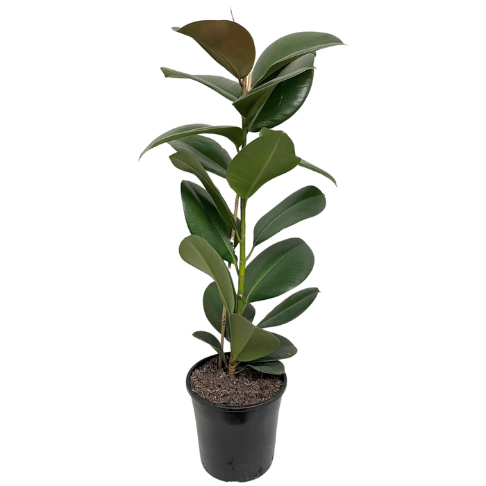200mm Ficus Sofia - Ficus elastica