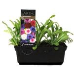 Cornflower Mix Punnet - Centaurea cyanus