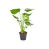 120mm Fruit Salad Plant - Monstera deliciosa