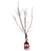 Bagged All In One Almond - Prunus dulcis