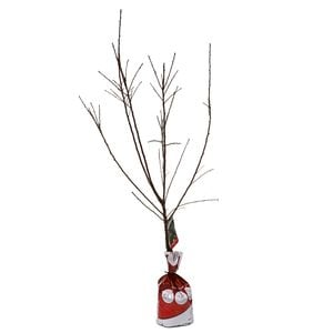 Bagged All In One Almond - Prunus dulcis