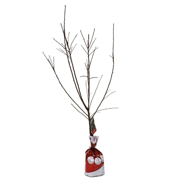 Bagged All In One Almond - Prunus dulcis