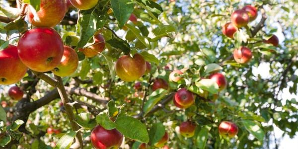 Fruit tree growing apples.