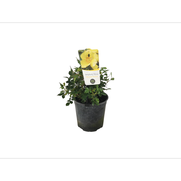 2.5L Simplicity Rose - Yellow Splash
