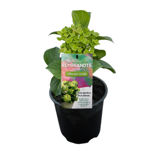 170mm Hydrangea Rembrandt Vibrant Verde - Hydrangea macrophylla - Gardening Solutionz