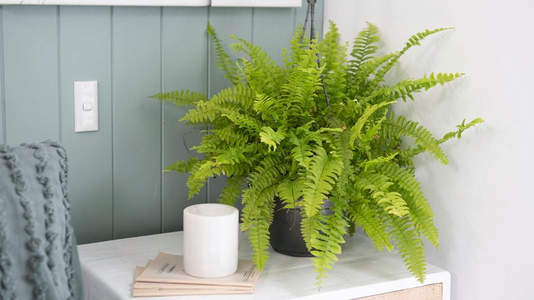 Green leafy plant sitting on small table next to occasional chair.