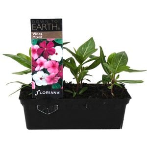 Punnet Vinca Mix - Catharanthus roseus