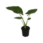 300mm Alocasia Giant Taro -  Alocasia